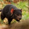Dabel medvedovity - Sarcophilus harrisii - Tasmanian Devil 7730